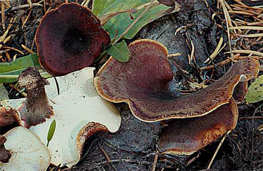 Polyporus badius
